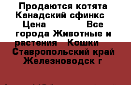 Продаются котята Канадский сфинкс › Цена ­ 15 000 - Все города Животные и растения » Кошки   . Ставропольский край,Железноводск г.